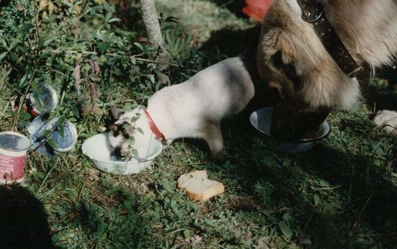 Файл:Тедді та Яша.jpg