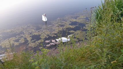 озеро Königswaldsee