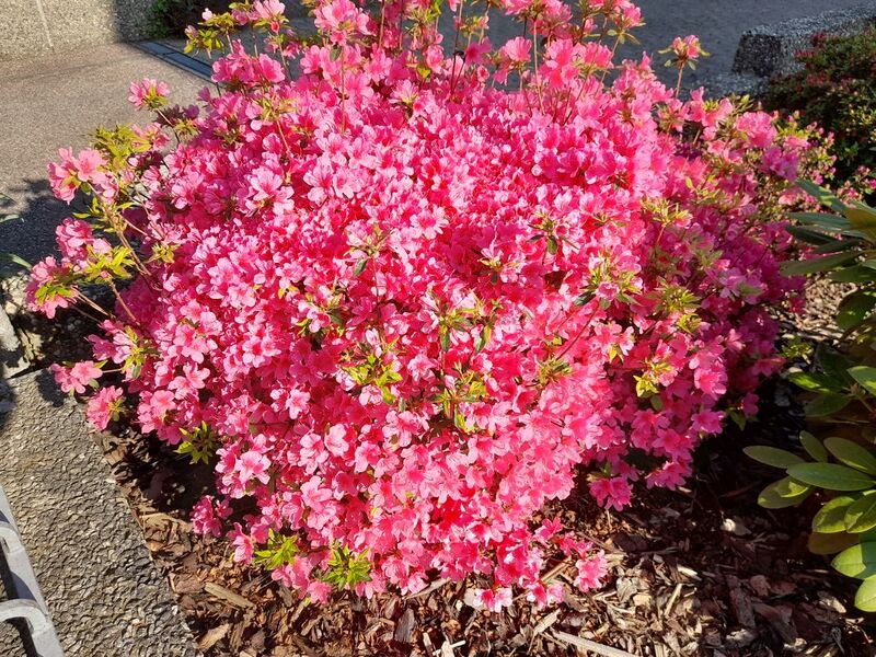 Файл:20220501 180814.jpg